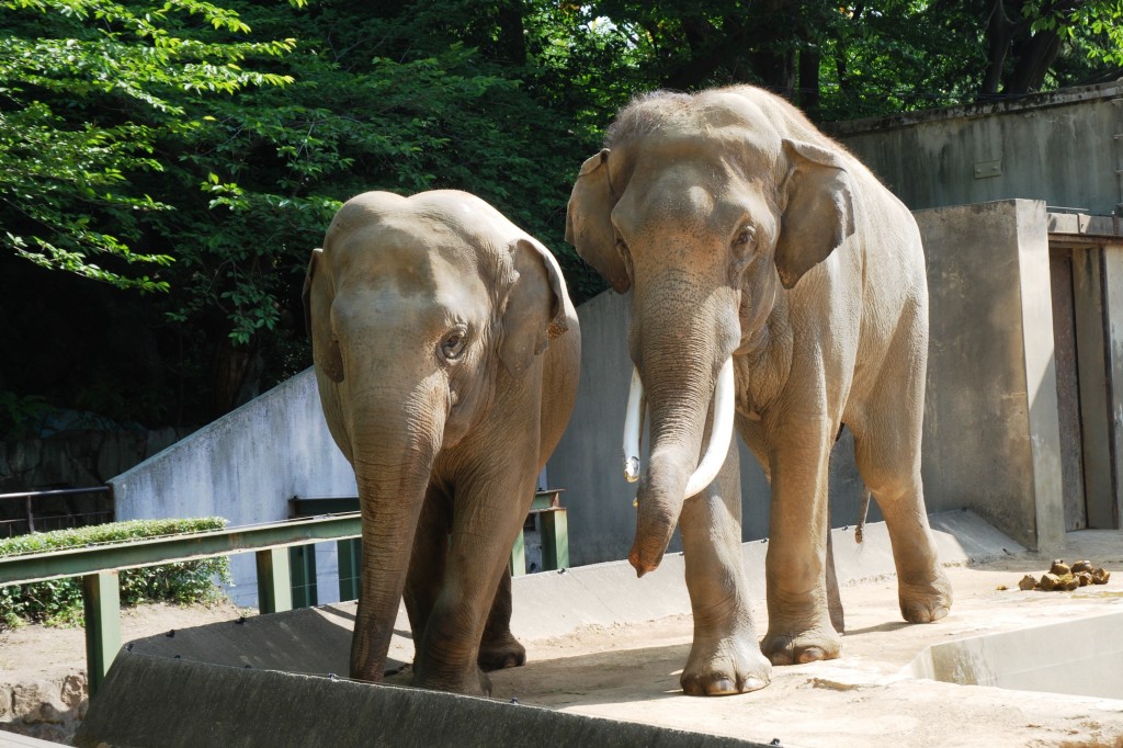 感情和睦的印度大象夫妇