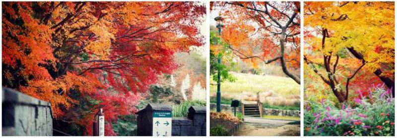 紅葉とコスモスのカラフルなコントラストが楽しめる 神戸布引ハーブ園 の秋 Ichibankobe イチバンコウベ