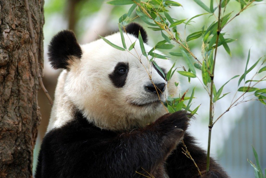 必看的王子動物園門面！大熊貓