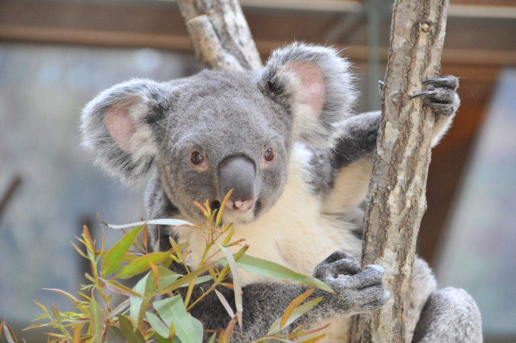 Relaxing koala
