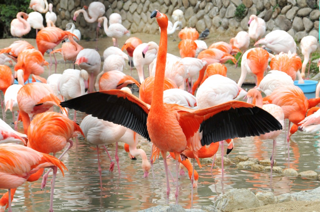 Colorful flamingos welcome you at the entrance!