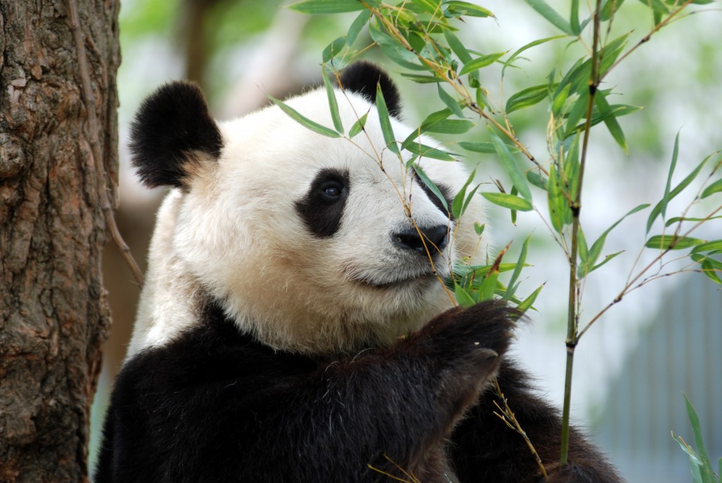Star of the KOBE Oji Zoo! Giant panda