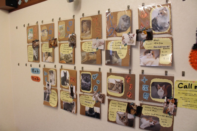 Profiles of Nyanny’s cats<br />
<br />
【Plans】<br />
Plan A: Admission fee for the first one hour<br />
1,000 yen (*Saturday, Sunday and holiday: 1,200 yen)<br />
Plan B: Admission fee for the first one hour including one drink）<br />
With a soft drink 1,300 yen (Saturday, Sunday and holiday: 1,400 yen)<br />
With an alcoholic beverage 1,500 yen (Saturday, Sunday and holiday: 1,600 yen)