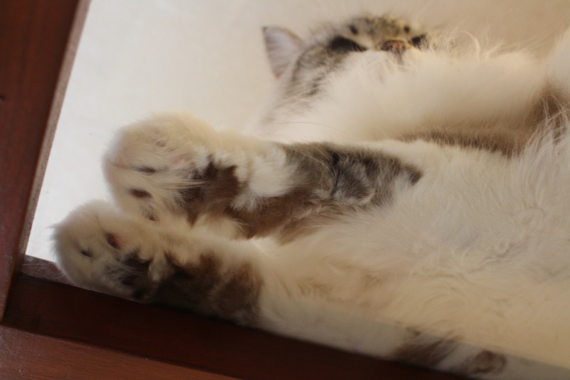 “Nikukyu Road”<br />
It’s a path made from transparent glass where you can see the cats’ paw pads (Nikukyu) from below.